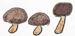 Fungi (mushrooms)