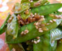 ベジタリアン料理レシピ（中華）さやいんげん豆の中華漬け